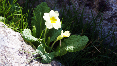 Primroses - Western Isles Wildflowers