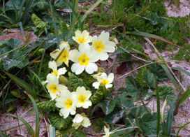 Primroses - Hebridean Flora