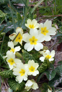 Primroses - Hebrides Flora