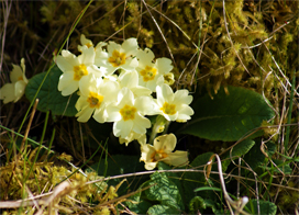 Yellow Wildflowers - Primroses- Hebrides Wildflowers