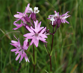 Ragged Robin - Hebrides Wildflowers