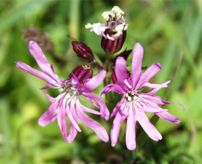 Ragged Robin - Pink Western Isles Wildflowers