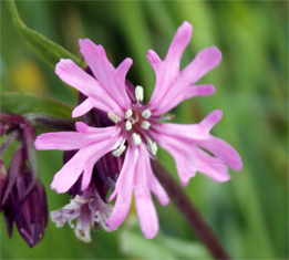 Ragged Robin