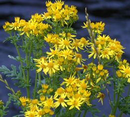 Ragwort-Western Isles Wildflowers