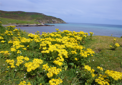Ragwort - Hebrides Wildflowers