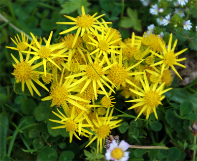 Ragwort - Western Isles Yellow Wildflowers