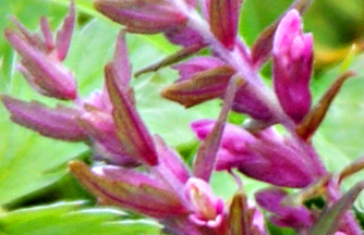 Hebrides Red Wildflowers - Red Bartsia