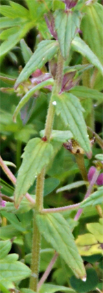 Stem of the Red Bartsia - Western Isles Wildflowers