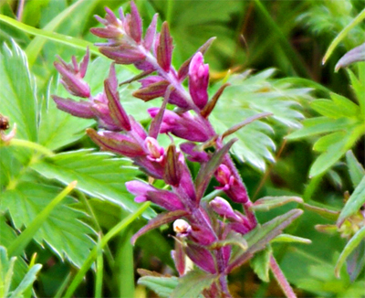 Red Bartsia - Wildflowers