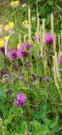 Red Clover at Ghioridail- Tolsta Head  - Isle of Lewis Wildflowers