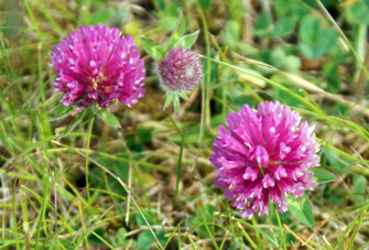Red Clover - Hebrides Flowers