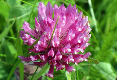Red Clover - Western Isles Wildflowers