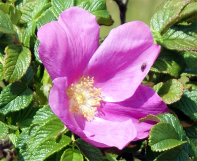 Dog Rose - Isle of Harris Pink Wildflowers