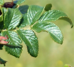 Dog Rose Leaves