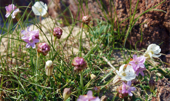 Sea Campion & Thrift - Tolsta Head