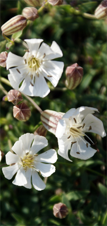 Sea Campion - Isle of Lewis Wildflowers