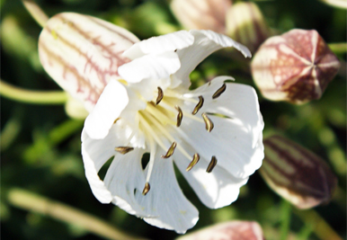 Sea Campion - Western Isles Wildflowers