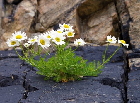 Sea Mayweed- Garry- Isle of Lewis  Wildflowers Hebrides