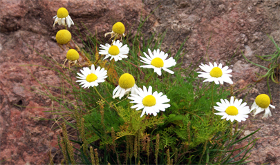 Sea Mayweed