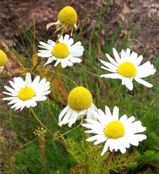 Hebrides Wildflowers - Sea Mayweed