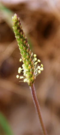 Sea Plantain