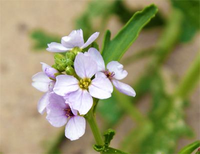 Sea Rocket - Pink Western Isles Wildflowers