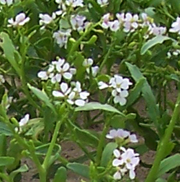 White Sea - Rocket