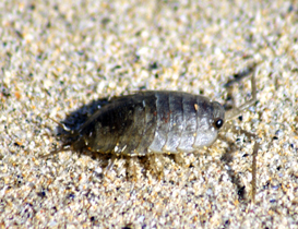 Sea Slater - Western Isles - Marine Creatures