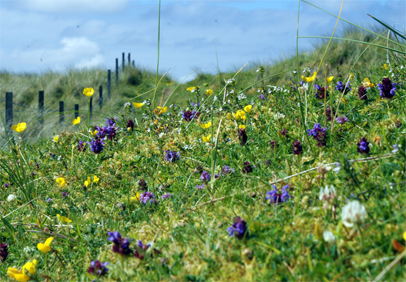 SElf Heal Amongst the Machair at Tolsta - Hebrides Wildflowers
