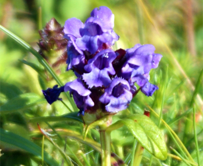 Self Heal - Prunella - Wildflowers