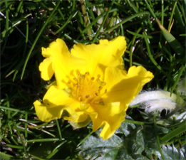 Silverweed -Western Isles Wildflowers