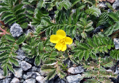Silverweed in the Sand - Hebrides Wildflowers