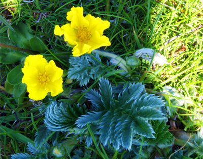 Silverweed - Western Isles Yellow Wildlowers