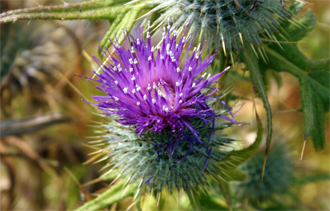 Spear Thistle - Pink Wildflowers