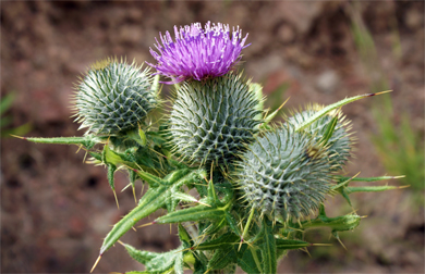 Spear Thistles  - Western Isles Wildflowers