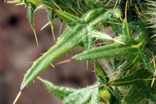 Spear Thistle Leaves