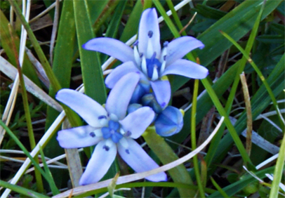Spring Squil - Blue Wildflowers Hebrides