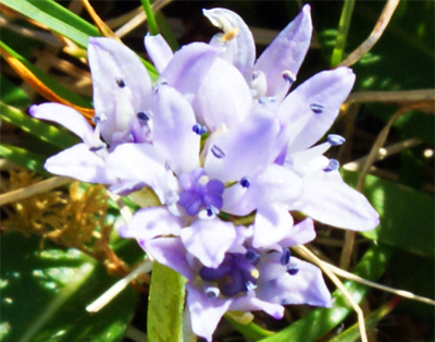 Spring Squill - Western Isles Wildlowers