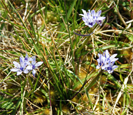 Spring Squill  -Western Isles Wildflowers