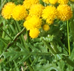 English Stonecrop