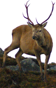 Western Isles Deer