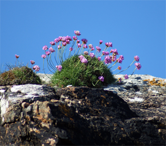 Pink Wildflowers Western Isles Thrift
