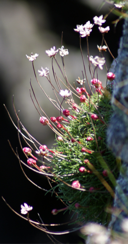 PInk Wildflowers - Hebrides -Thrift