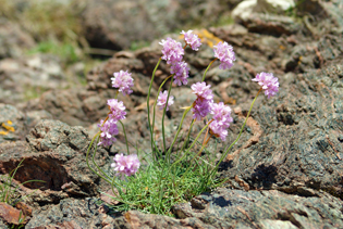 Wildflowers - Hebrides Thrift
