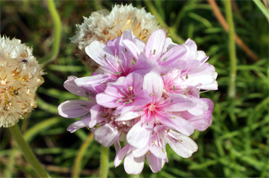 Thrift   - Western Isles Wildflowers
