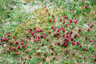 Thrift Buds at Butt of Lewis
