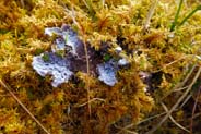 Dog Lichen - Peltigear Membranacea