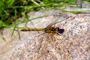 Female Common Darter Dragonfly - Isle of Lewis