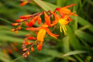 Montbretia - Orange - Red Hebrides Flowers