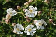 Sea Campion - Western Isles Flora